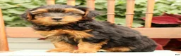 Morkie dogs for sale: Debora - Ad 7