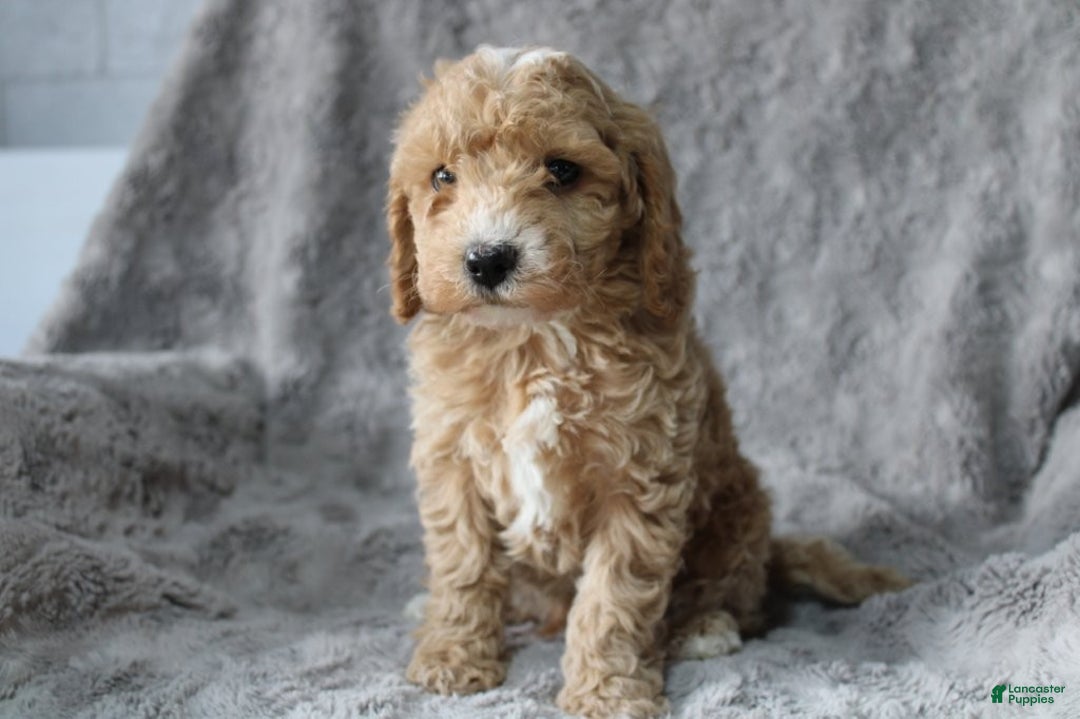 Mixed Breed dogs for sale: CavaPooChon male - JEFFERSON - Ad 2