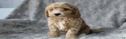 Mixed Breed dogs for sale: CavaPooChon male - JEFFERSON - Ad 2
