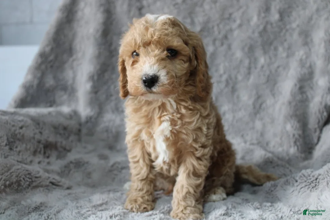 Mixed Breed dogs for sale: CavaPooChon male - JEFFERSON - Ad 2