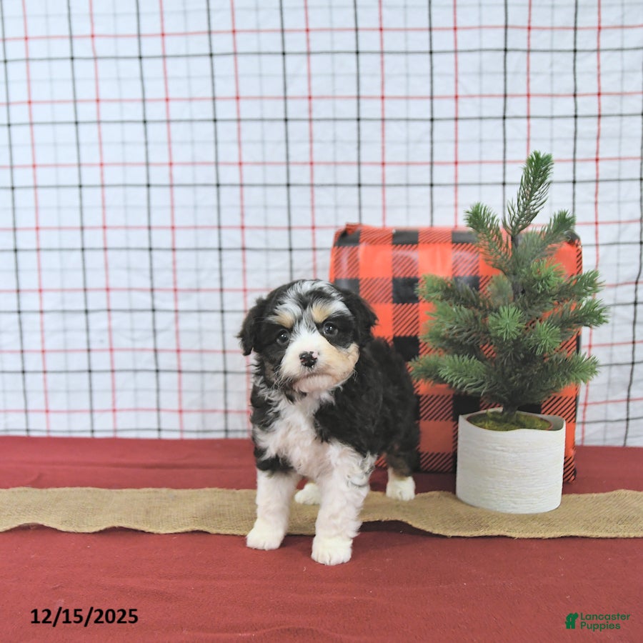 Mini Aussiedoodle dogs Noelle EXTRA SMALL - Ad 14