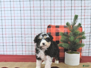 Mini Aussiedoodle dogs Noelle EXTRA SMALL - Ad 11