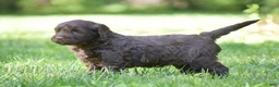 Portuguese Water Dog dogs for sale: Miley - Ad 3