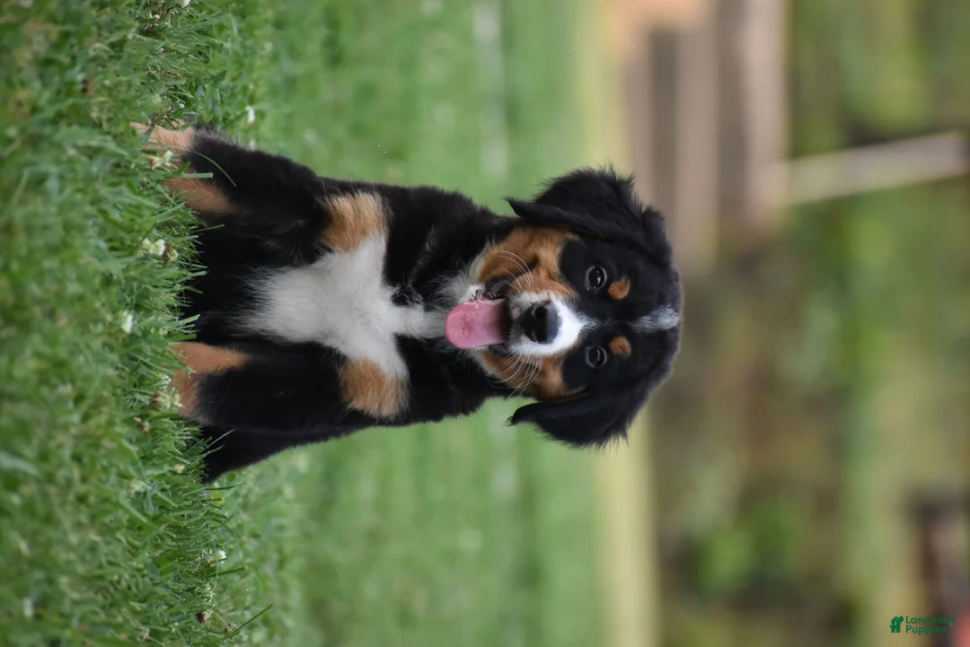 Bernese Mountain Dog dogs for sale: Trevor - Ad 2