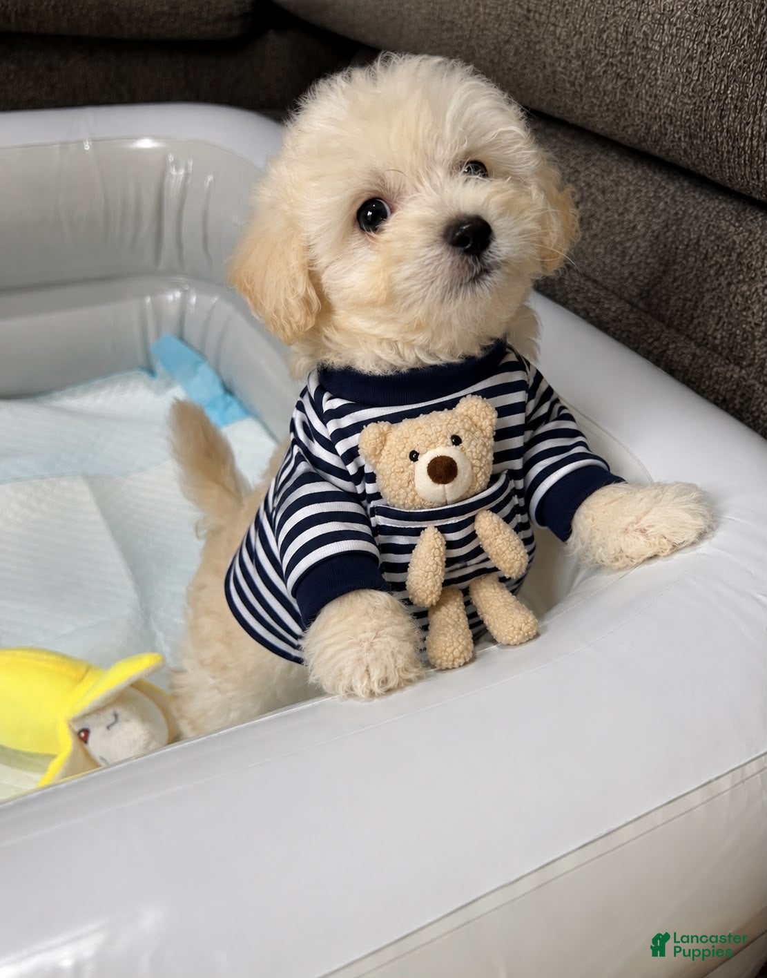 Maltipoo dogs Max toy maltipoo - Ad 1