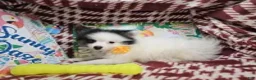 Pomeranian dogs for sale: Al Thea (F tri) - Ad 3