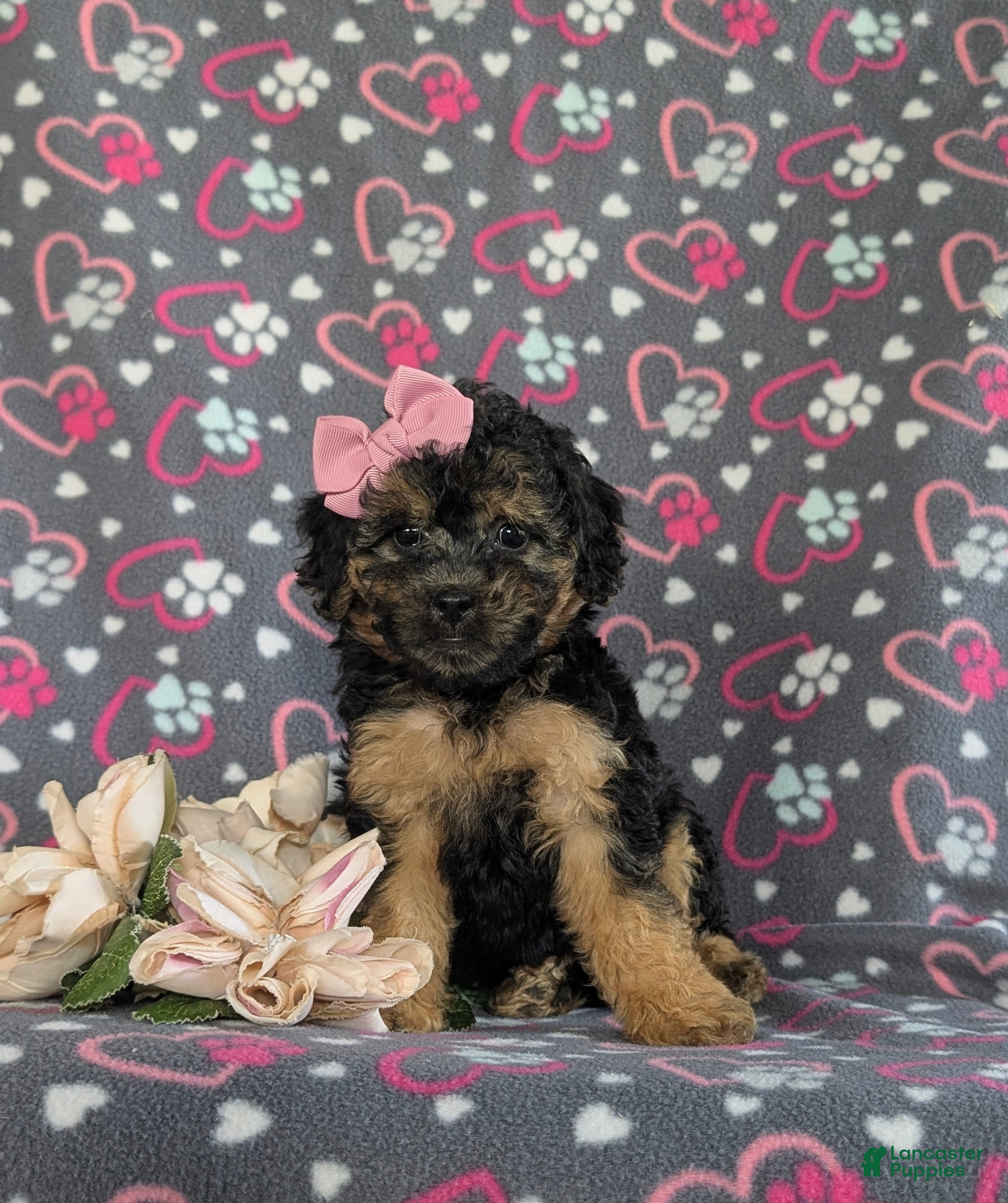Bichpoo dogs Ariana - Ad 2
