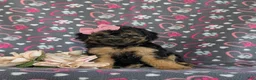 Bichpoo dogs for sale: Ariana - Ad 2