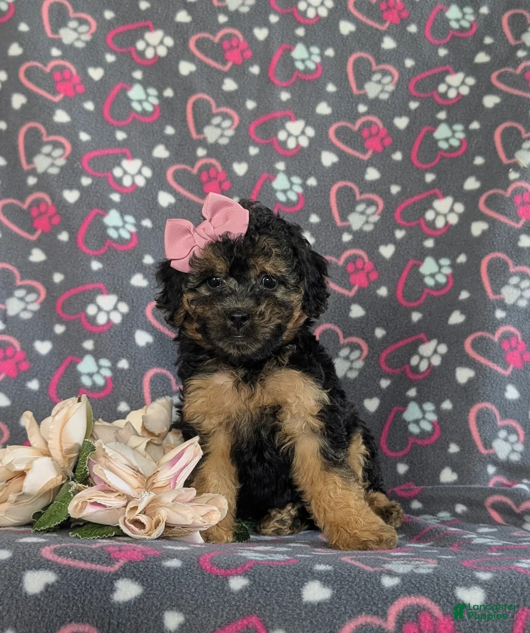 Bichpoo dogs for sale: Ariana - Ad 2