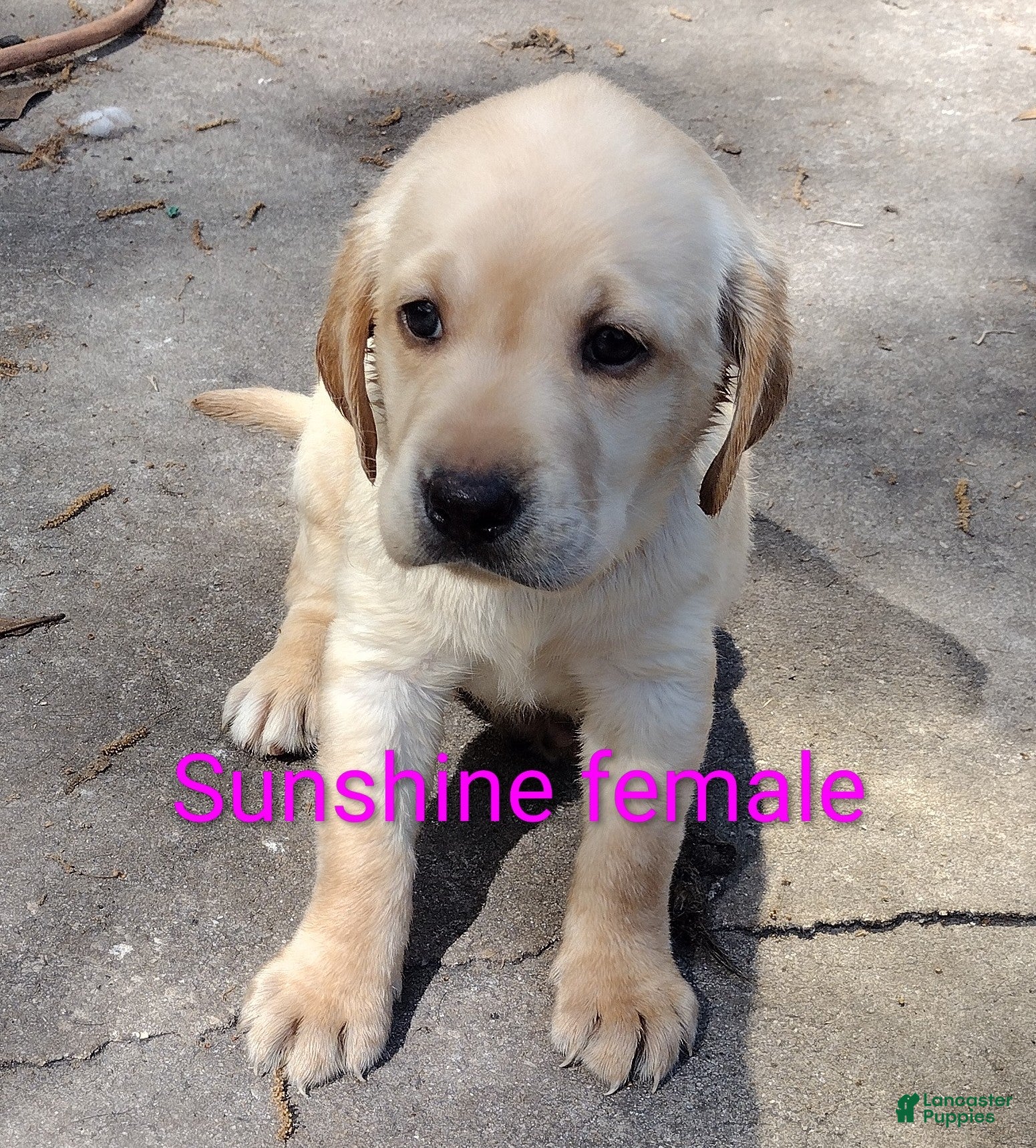 Labrador Retriever dogs Labrador Retriever Puppy 6 - Ad 7