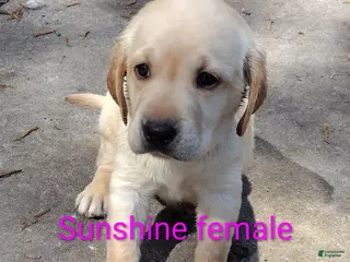 Labrador Retriever dogs Labrador Retriever Puppy 6 - Ad 7