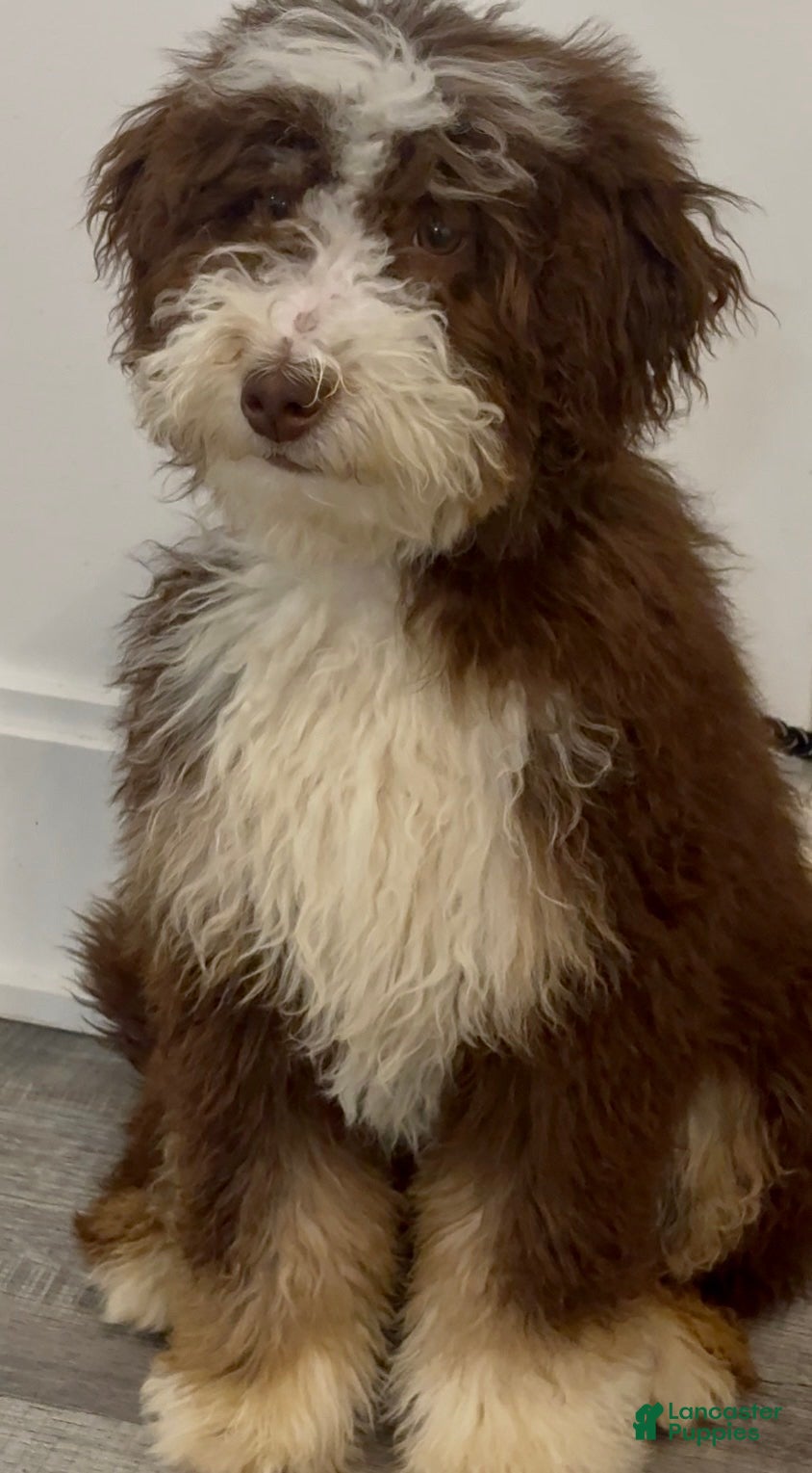 Mini Bernedoodle dogs Mini Bernedoodle Puppy 1 - Ad 34