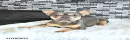 French Bulldog dogs for sale: Adora - Ad 6