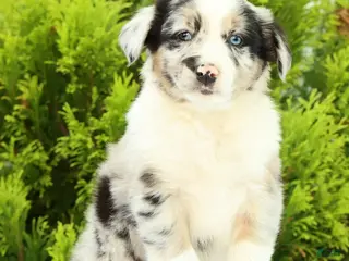 Australian Shepherd dogs for sale: Skippy - Ad 2