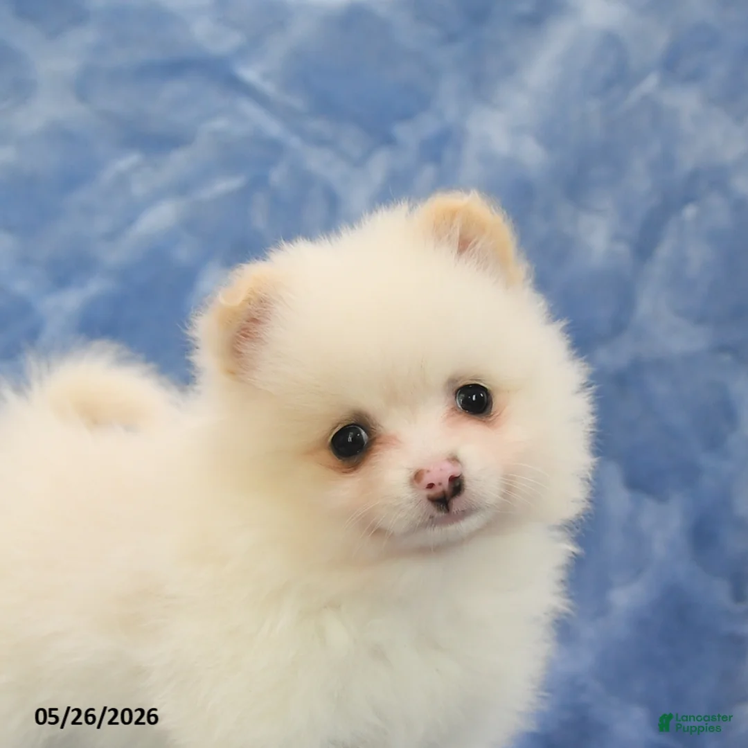 Pomeranian dogs for sale: Flora   - Ad 5