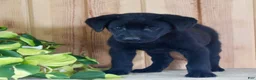 Labrador Retriever dogs for sale: Taffy - Ad 3