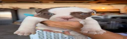 American Bulldog dogs for sale: American Bulldog Puppy 8 - Ad 4