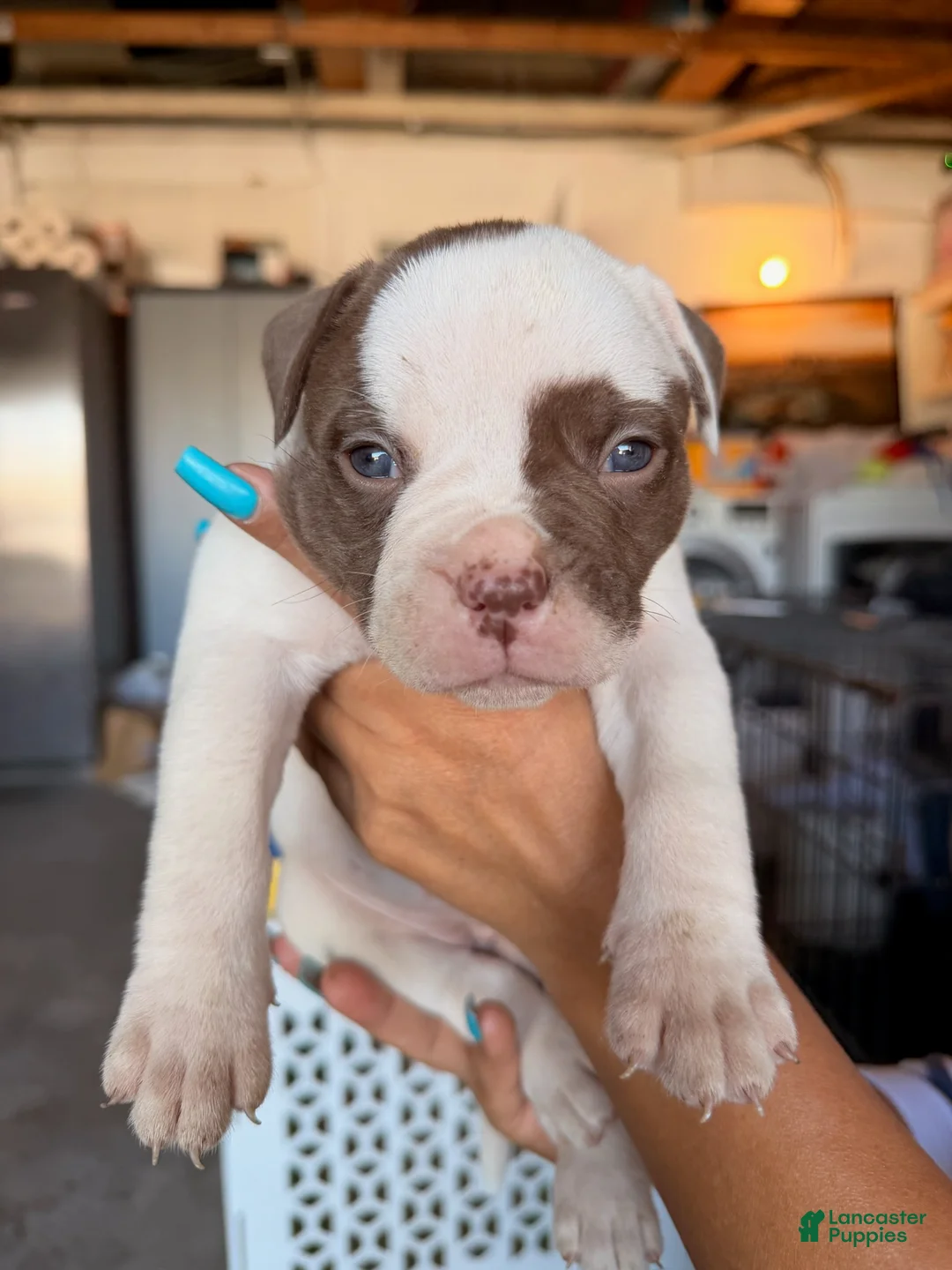 American Bulldog dogs for sale: American Bulldog Puppy 8 - Ad 4