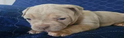Olde English Bulldogge dogs for sale: Olde English Bulldogge 5 - Ad 6