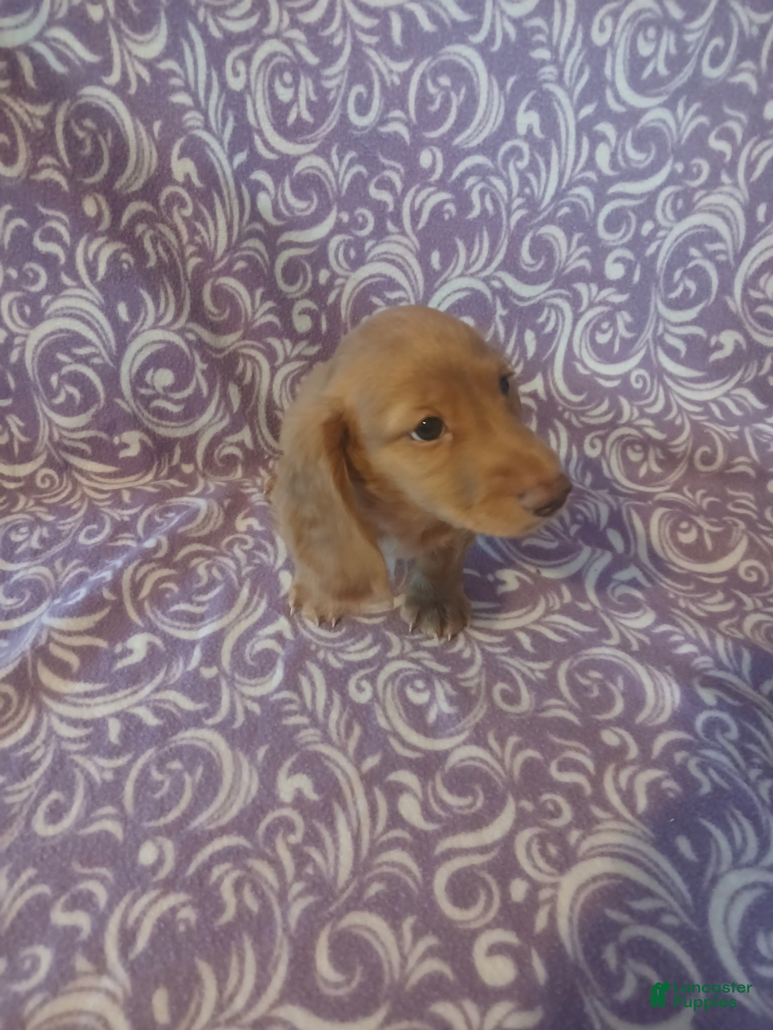 Miniature Dachshund dogs for sale: Miniature Dachshund Puppy 3 - Ad 1