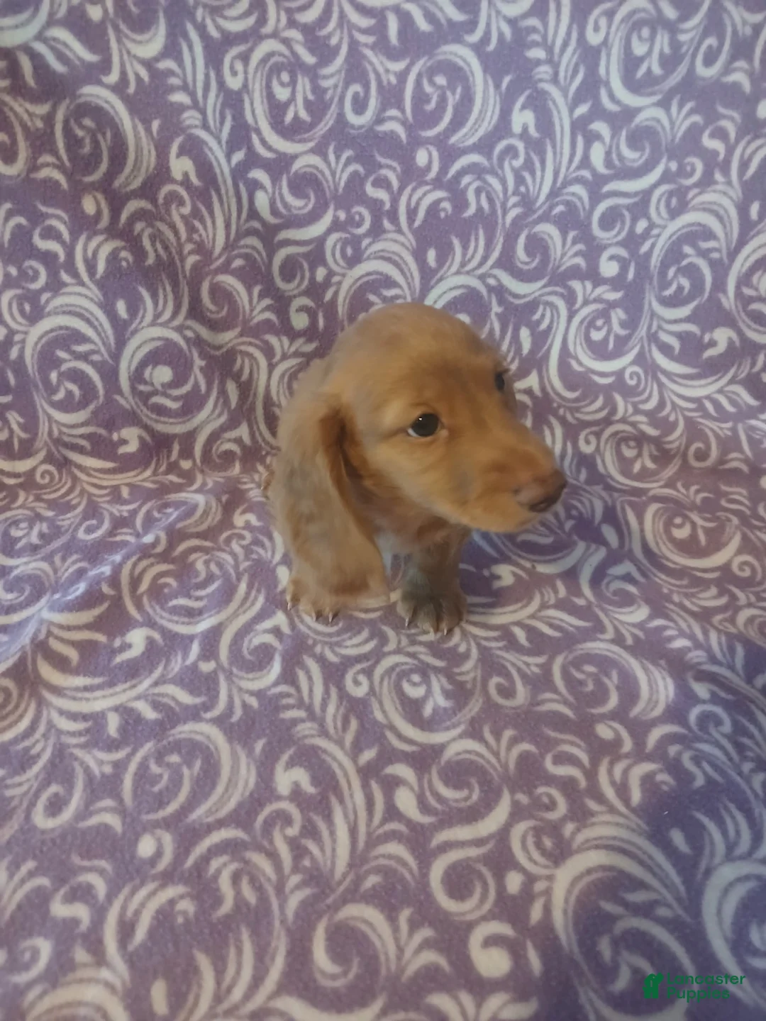 Miniature Dachshund dogs for sale: Miniature Dachshund Puppy 3 - Ad 1