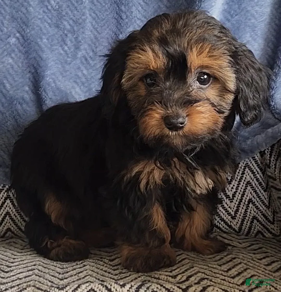 Mixed Breed dogs for sale: Phoebe - Ad 1