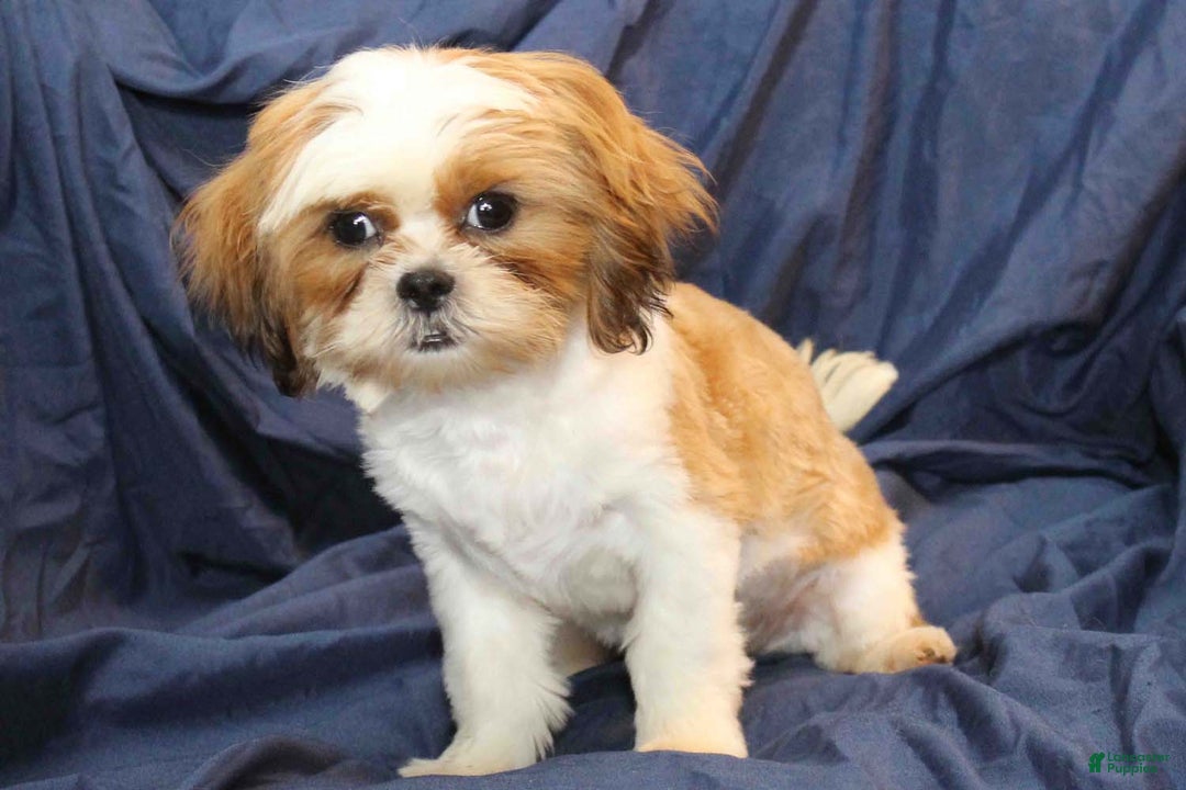 Shih Tzu dogs for sale: Tyler - Ad 5