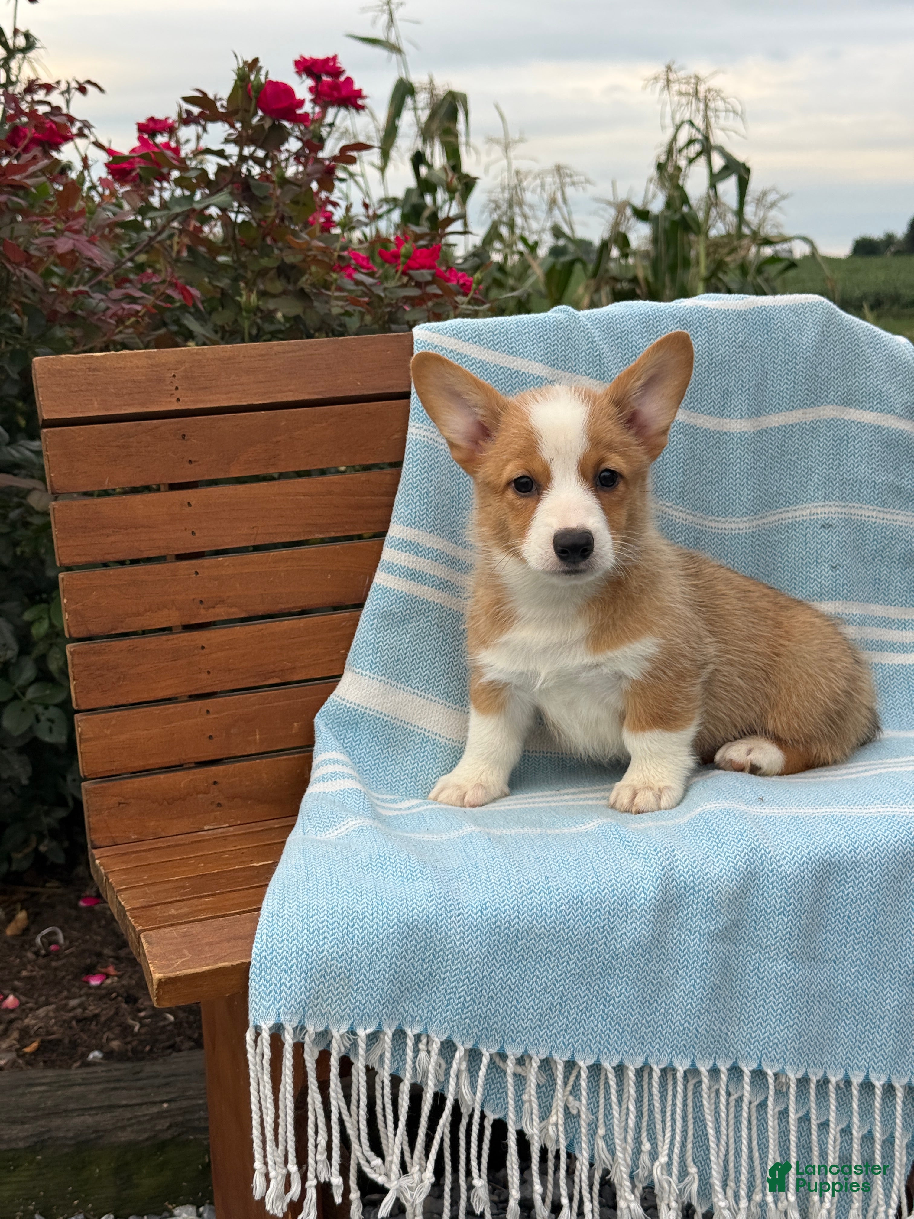 Welsh Corgi Pembroke dogs for sale: Jojo - Ad 3
