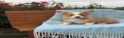 Welsh Corgi Pembroke dogs for sale: Jojo - Ad 1