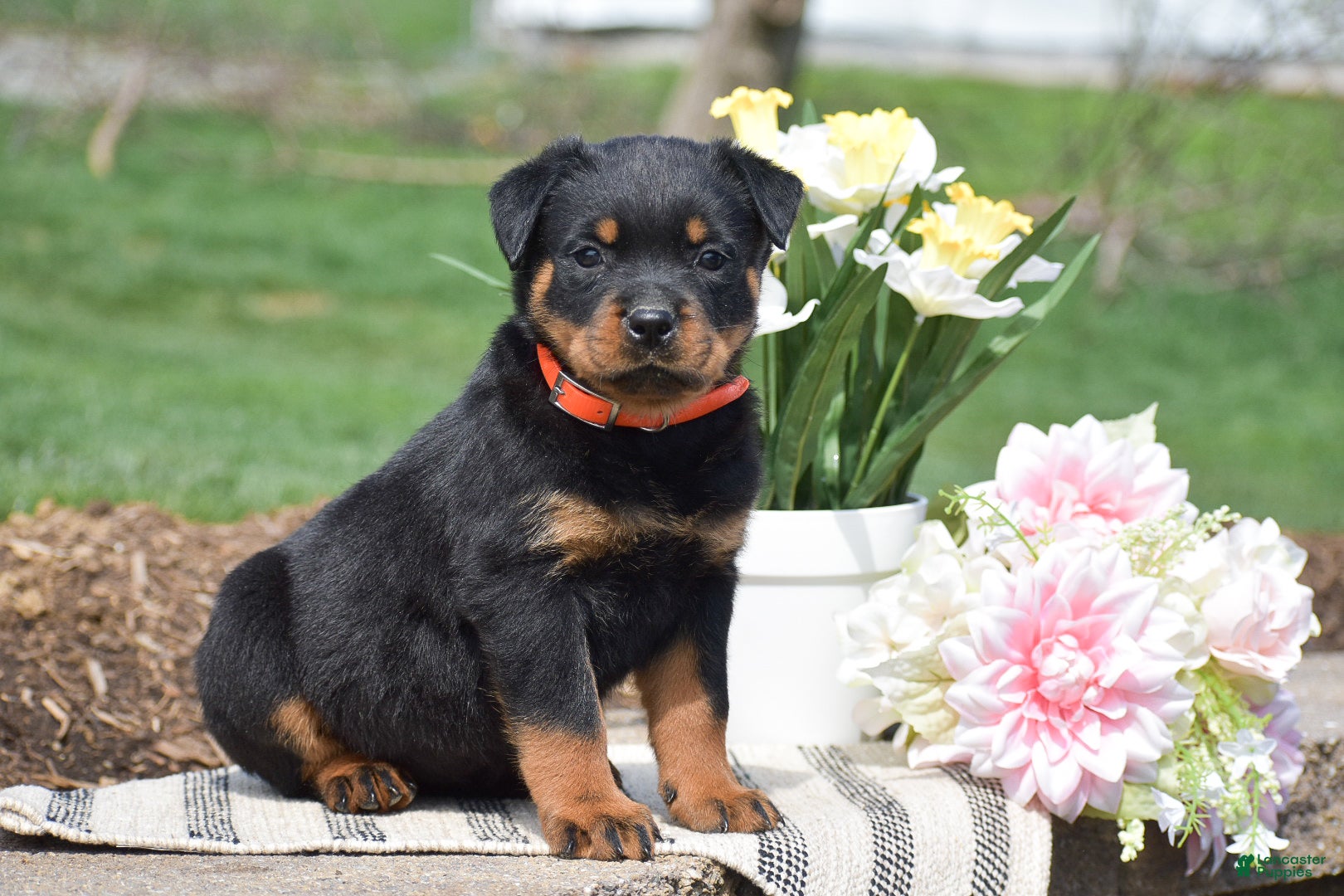 Rottweiler dogs Zendaya - Ad 1