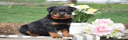 Rottweiler dogs for sale: Zendaya - Ad 1