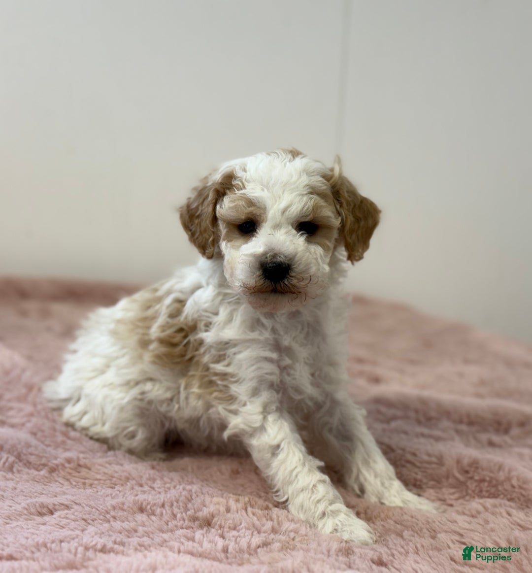 Mini Goldendoodle dogs for sale: Patrick  - Ad 3