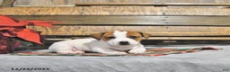 Jack Russell Terrier dogs for sale: Trudy - Ad 1