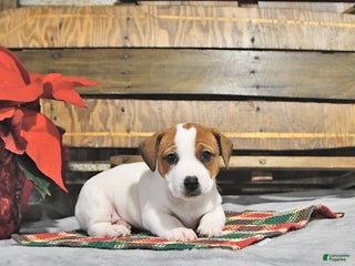 Jack Russell Terrier dogs Trudy - Ad 9