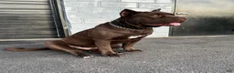 Cane Corso dogs for sale: Candy Coated Blueberry: North American Mastiff  - Ad 6