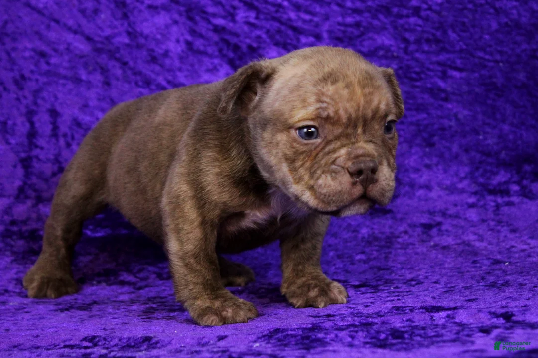 American Bully dogs for sale: Chocolate Brindle Male - Ad 7
