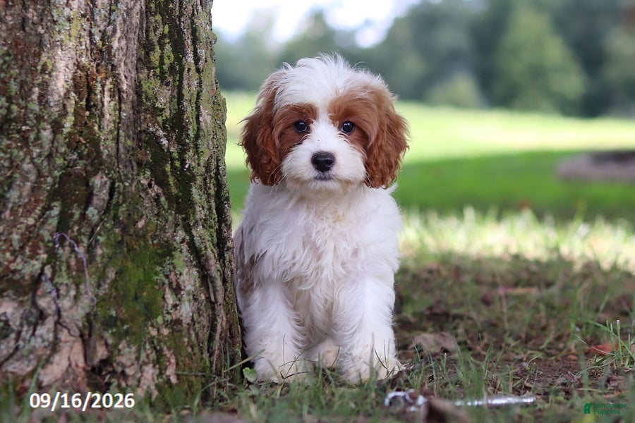 Cavapoochon dogs Ciera - Ad 2