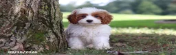 Cavapoochon dogs for sale: Ciera - Ad 2