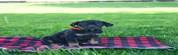 Cane Corso dogs for sale: Iris - Ad 1
