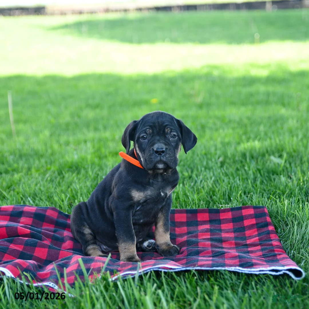 Cane Corso dogs for sale: Iris - Ad 1