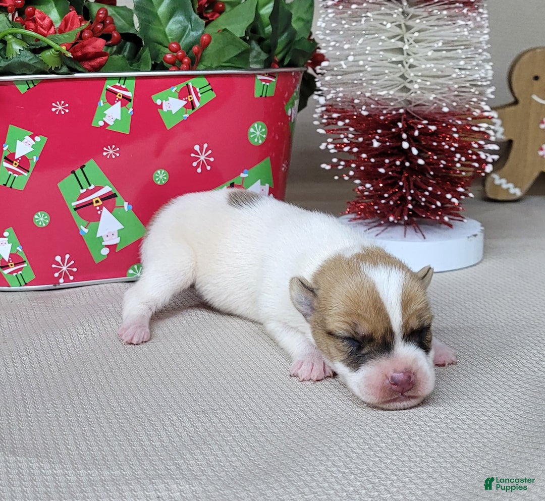 Jack Russell Terrier dogs for sale: Westfork's TESSA - Ad 2