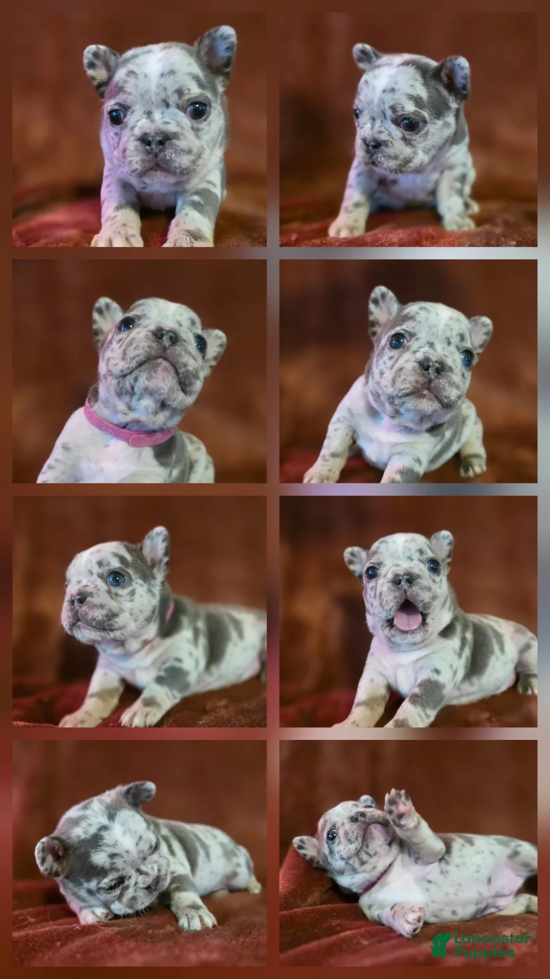 French Bulldog dogs for sale: Ruby - Ad 1