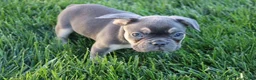 French Bulldog dogs for sale: Dick - Ad 4
