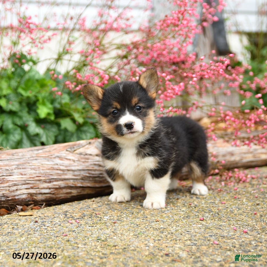 Welsh Corgi Pembroke dogs Precious - Ad 1