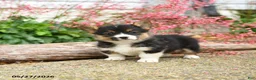 Welsh Corgi Pembroke dogs for sale: Precious - Ad 1
