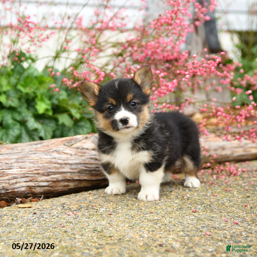 Welsh Corgi Pembroke dogs for sale: Precious - Ad 1