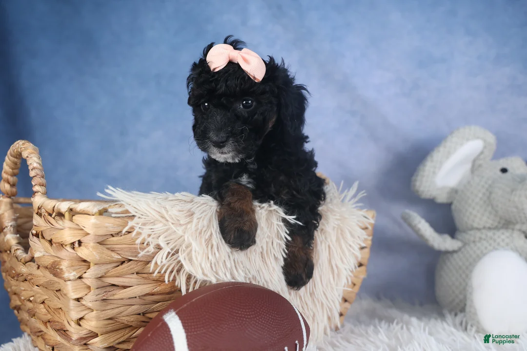 Miniature Poodle dogs for sale: Regan - Ad 10