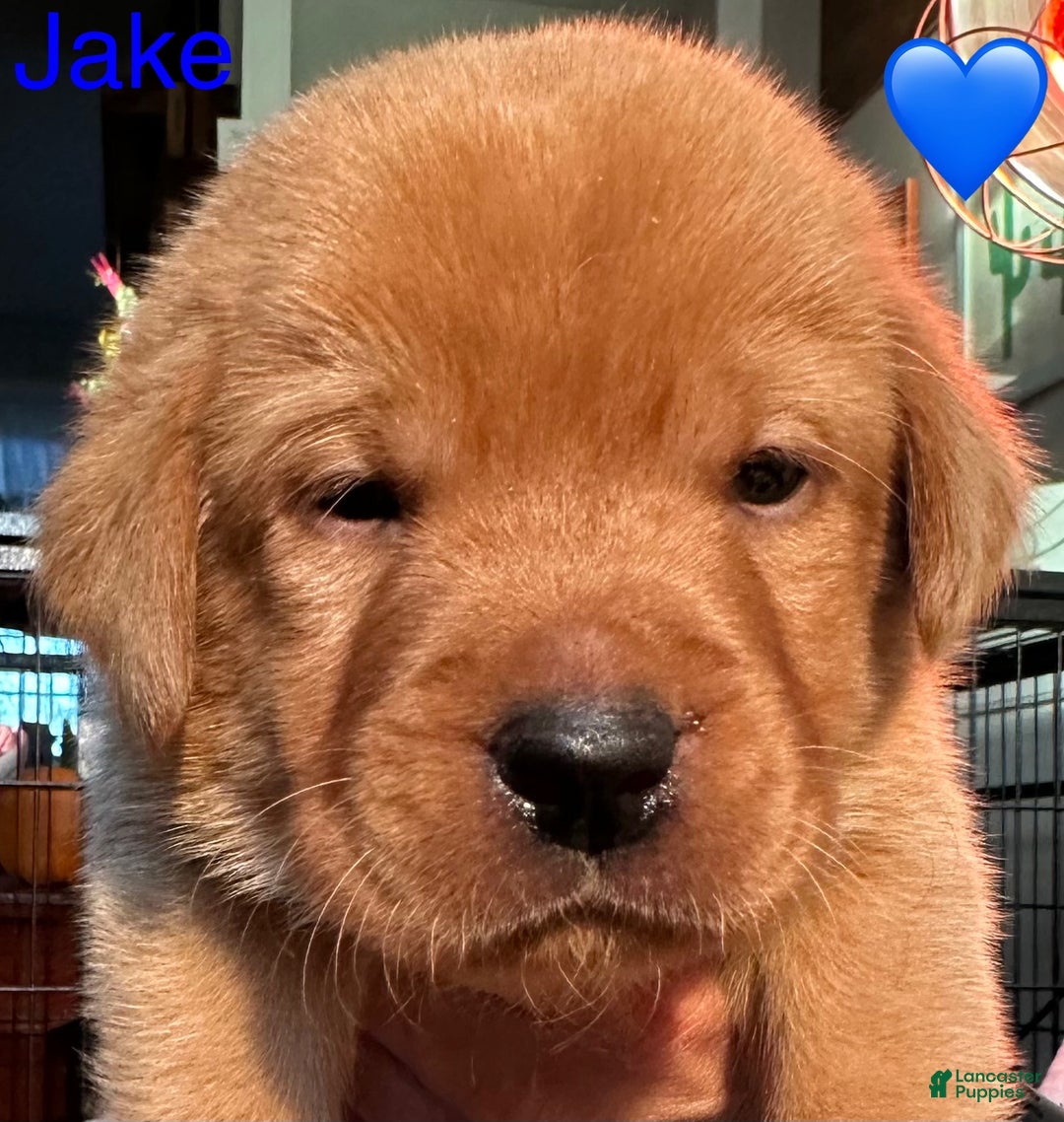Labrador Retriever dogs for sale: Jake - Ad 2