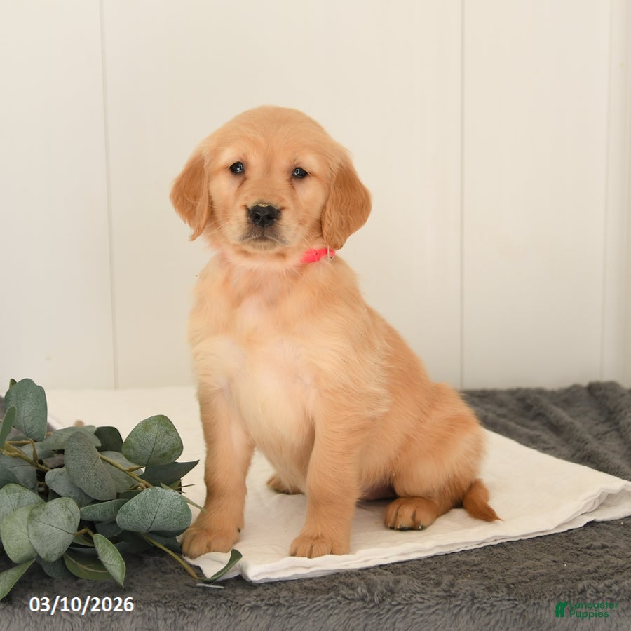 Golden Retriever dogs Marigold - Ad 1