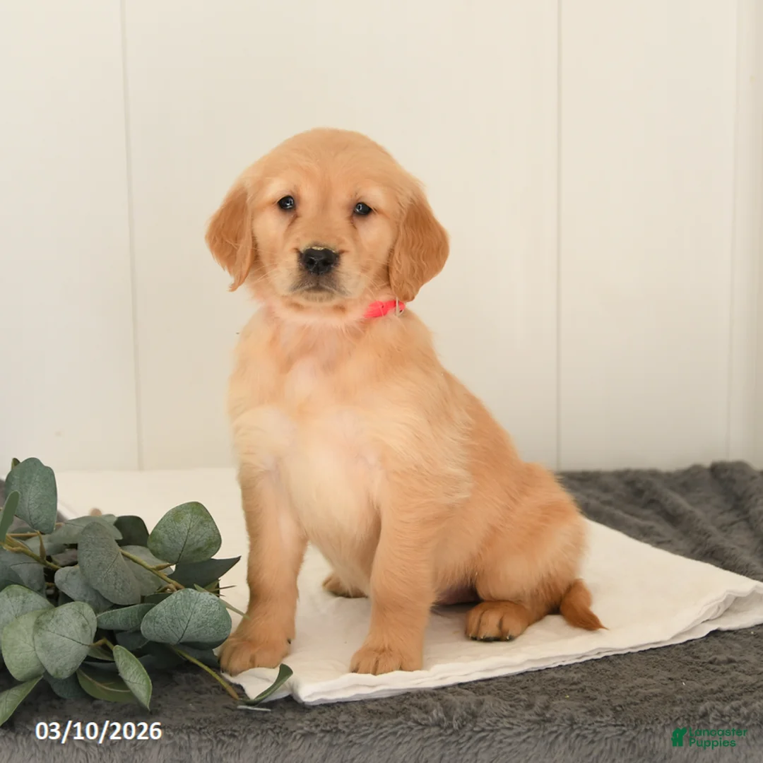 Golden Retriever dogs for sale: Marigold - Ad 1